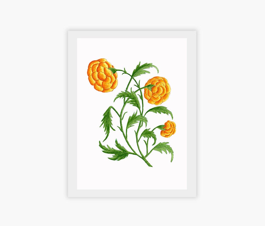 Kannika Art Marigolds | Art Print