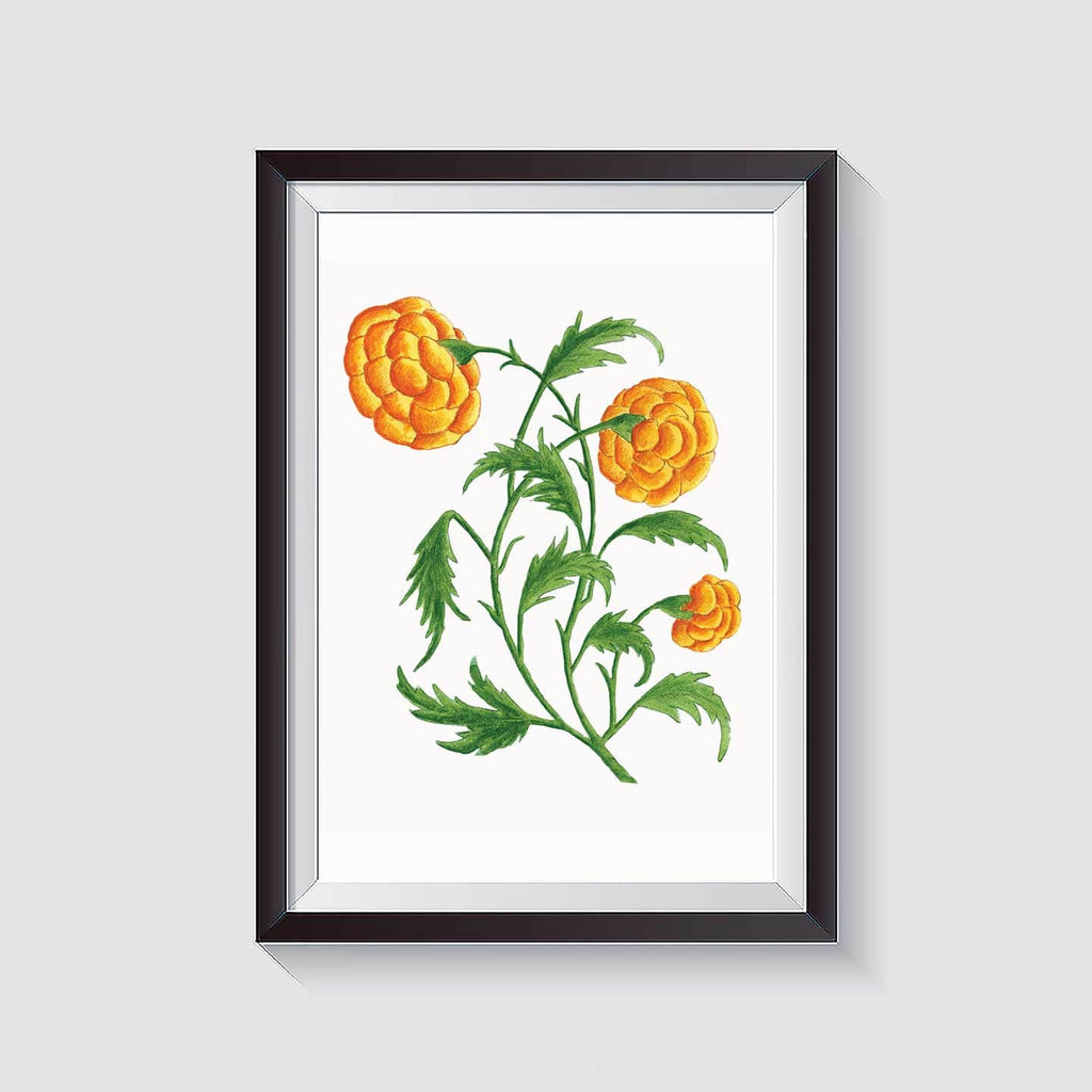 Kannika Art Marigolds | Art Print